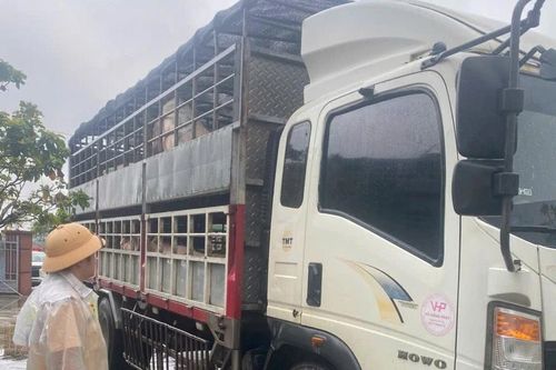 Cảnh sát giao thông Gia Lai phát hiện 2 ô tô tải chở heo nghi nhiễm bệnh
