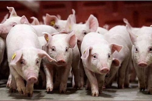 Giá heo hơi tăng mạnh, chạm sát ngưỡng 60.000 đồng/kg