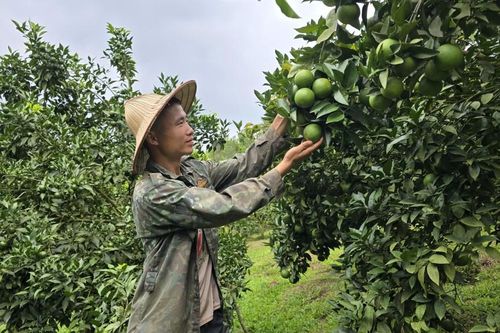 Mở hướng làm giàu từ cây ăn quả