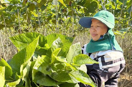 Hiệu quả mô hình trồng dâu nuôi tằm trên đất đồi ở xã Bảo Hà