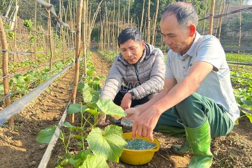 Hiệu quả sản xuất vụ đông ở Bảo Hà