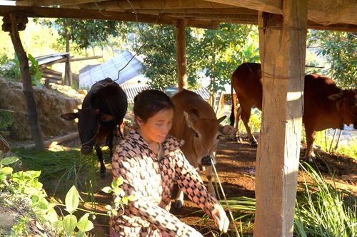Giảm nghèo ở xã Trạm Tấu - Khi nghị lực người vùng cao gặp đúng chính sách