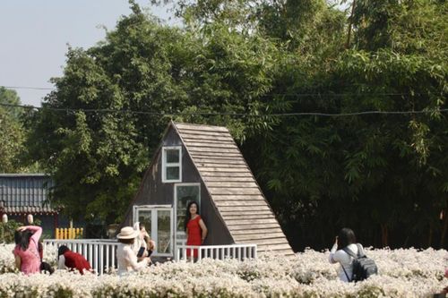 Bãi đá sông Hồng: Trải nghiệm mùa cúc họa mi tại Hà Nội
