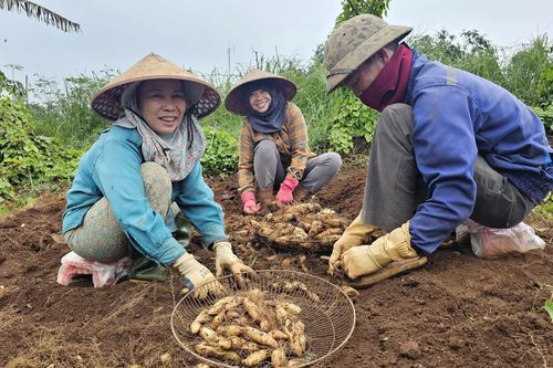 Nông dân phấn khởi vì khoai từ được mùa, được giá