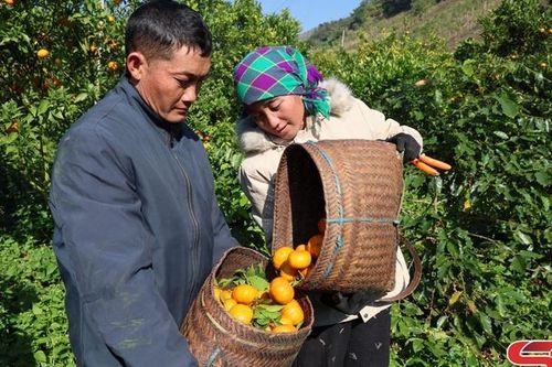 Mùa thu hoạch cam Chiềng Mai