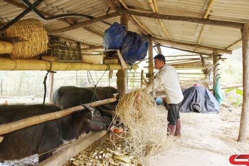 Chủ động bảo vệ đàn gia súc trong mùa đông