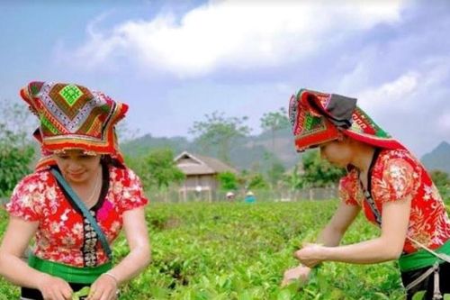 Phụ nữ Sơn La giúp nhau làm giàu trên quê hương