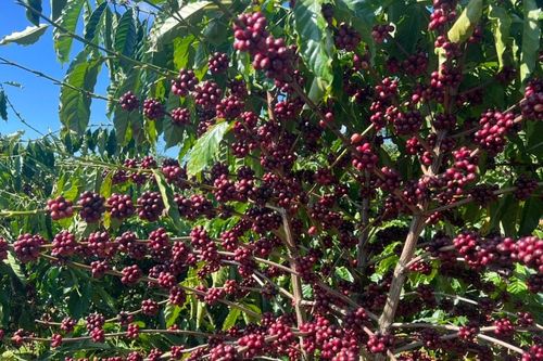 Cà phê giảm phát thải: Hướng đi mang lại 'lợi ích kép' cho nông dân Lâm Đồng