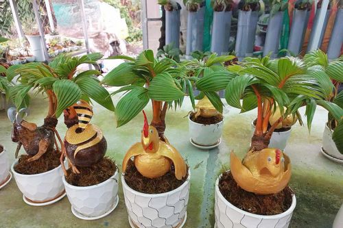Nông dân TP.HCM 'hô biến' quả dừa khô thành bonsai linh vật
