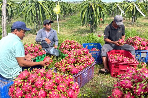 Nông dân vui mừng vì trái cây tăng giá