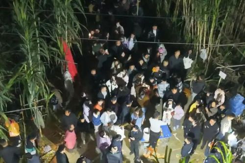 Vườn mía Trung Quốc bùng nổ 'dịch vụ làm… kẻ trộm'