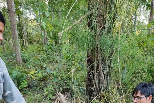 Đắk Lắk: Voi rừng tấn công voi nhà, phá hoa màu của người dân