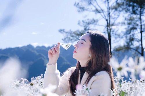 Mộc Châu khoác sắc trắng cúc họa mi, hút khách mê chụp ảnh