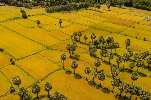 Đến An Giang ngắm 'tấm thảm vàng' Tà Pạ giữa miền Bảy Núi