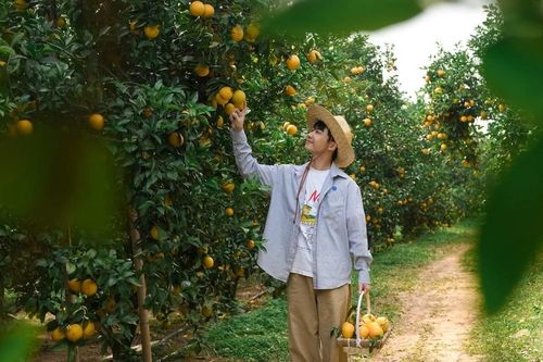 Rực rỡ mùa cam chín trên triền đồi Lục Ngạn, hút khách trải nghiệm