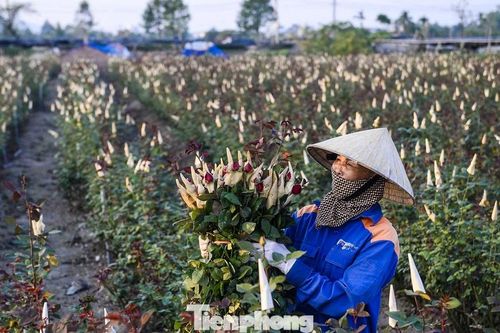 Người dân vựa hoa Đông Cương thức đêm thắp đèn, cứu hoa khỏi rét