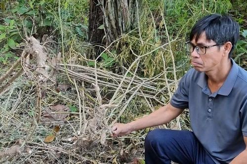 Voi rừng áp sát khu dân cư, tấn công voi nhà ở Đắk Lắk