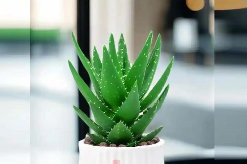 Cây Lô hội - 'thần dược xanh' cho nhà ở, phong thủy và sức khỏe