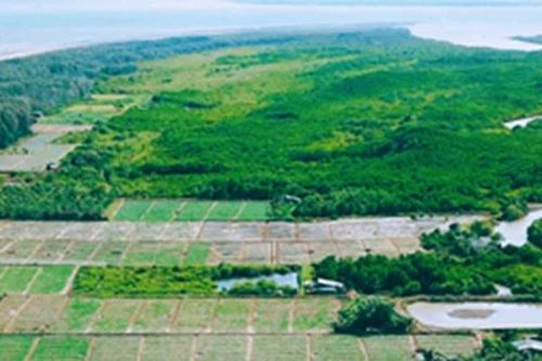 Hành trình đánh thức giá trị dược liệu bản địa trên vùng cát biển Bến Tre