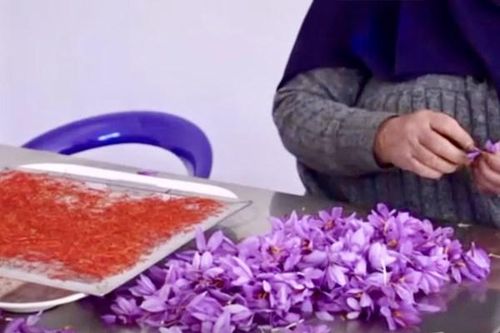 Nông thôn Maroc phất lên nhờ 'vàng đỏ'