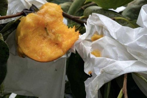 Vườn hồng sắp thu hoạch bị tàn phá, nông dân 'khóc ròng' bất lực khi biết thủ phạm