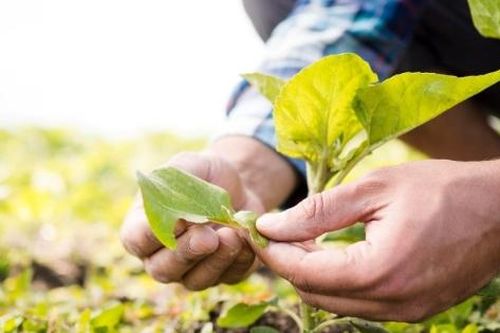 Thực hành nông nghiệp giảm thiểu khí nhà kính