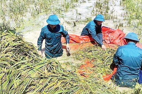 Ngành nông nghiệp dồn lực hỗ trợ nông dân khôi phục sản xuất sau thiên tai