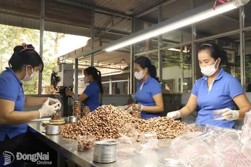 Phân 'luồng xanh' cho hoạt động xuất, nhập khẩu điều