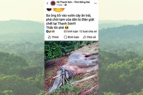 Xử phạt một phụ nữ đăng tin giả voi rừng bị điện giật chết