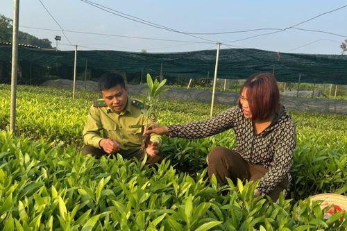 Đảm bảo giống cho trồng rừng