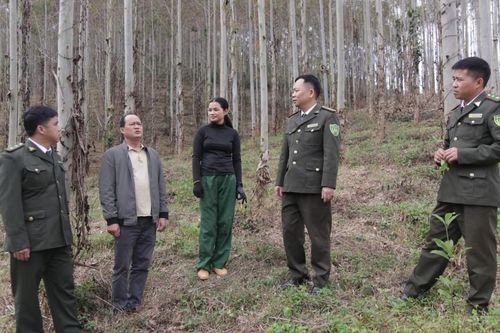 Phòng cháy rừng mùa khô