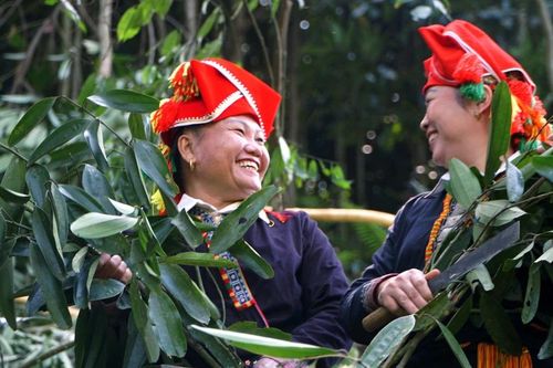 Người Dao đỏ rộn ràng vào mùa thu hoạch quế