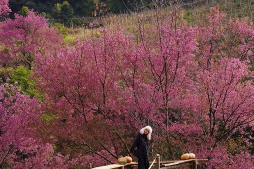 Mù Cang Chải: Săn mùa hoa đào rừng nở hồng rực sườn đồi