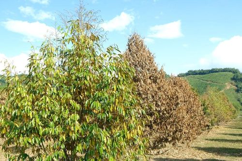 Cảnh báo mở rộng diện tích sầu riêng ở vùng đất thấp Cát Tiên
