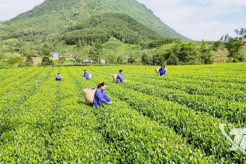 Xây dựng vùng chè nguyên liệu chất lượng cao