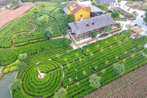 Tân Cương (Thái Nguyên): Phấn đấu trở thành trung tâm du lịch sinh thái gắn với vùng chè vào năm 2030