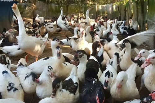 Campuchia miễn thuế VAT đối với các mặt hàng thực phẩm đến năm 2028