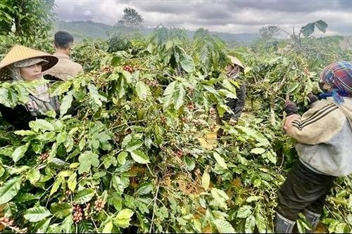 Công an xã đảm bảo an ninh mùa thu hoạch cà phê ở Quảng Trị