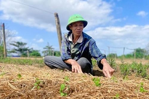 Nông dân vùng lũ gượng dậy, 'hồi sinh' vựa hoa Tết
