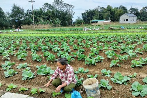 Vựa rau Hòa An hồi sinh sau lũ