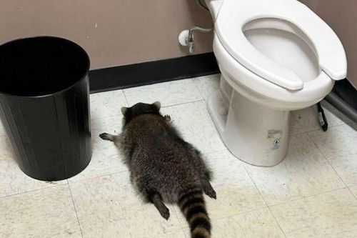 Chú gấu mèo say xỉn 'ngất lịm' trong toilet quán rượu