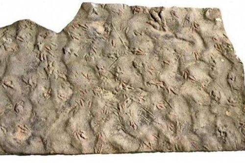 Bảo vật vô giá hàng trăm triệu tuổi bị dân làng dùng làm đá kê chân 20 năm
