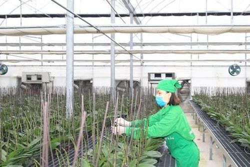 Quy hoạch vùng hoa - cây cảnh:Cân bằng giữa tăng trưởng kinh tế và bảo vệ cảnh quan