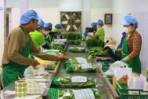 Hợp tác xã Rau quả sạch Chúc Sơn - điểm sáng với vùng sản xuất hơn 30ha VietGAP