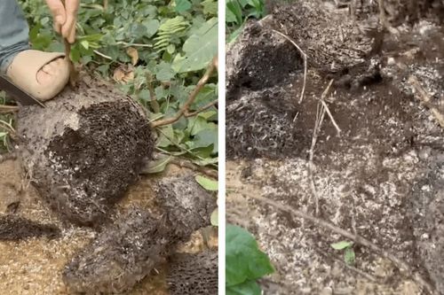 Món quà rừng hiếm nhất Đông Bắc: Kẻ rùng mình né xa, người mê đến độ dị ứng vẫn cố ăn