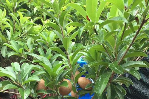 Trồng loại cây này trước cửa nhà vừa có trái ngọt vừa mang lại tài lộc, may mắn bền vững