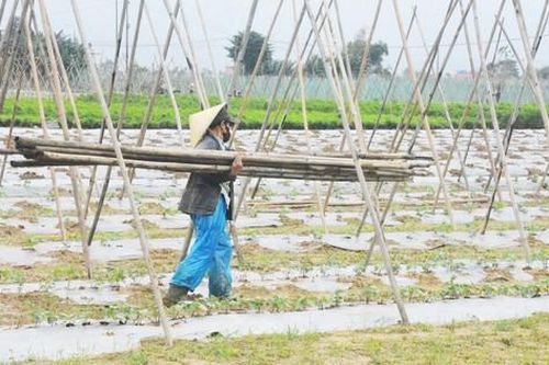 Đánh cược với thời tiết, vùng rau lớn nhất Đà Nẵng hối hả xuống giống vụ Tết