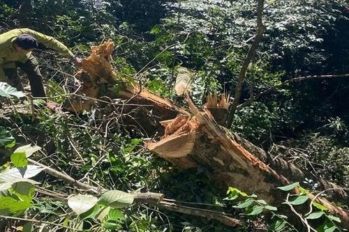 Thanh Hóa: Đã xác định được đối tượng xâm hại rừng ở Pù Luông