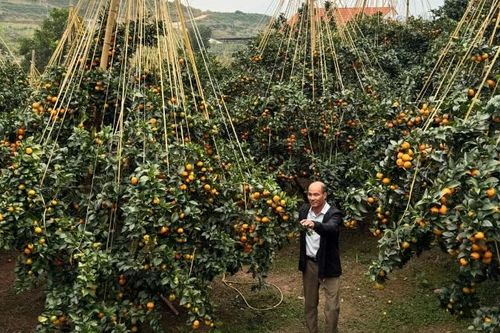 Bắc Ninh khai mạc Lễ hội trái cây-Tinh hoa nông sản Việt