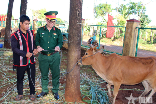 Đoàn Kinh tế - Quốc phòng 74 (Binh đoàn 15): Bàn giao 25 con bò giống hỗ trợ người dân